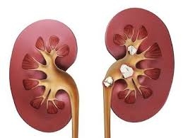 ������� ��������������� ���������� �� ������������ �������