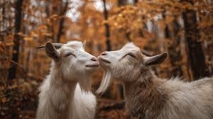 ������������ �������� � �������� � �������� �����