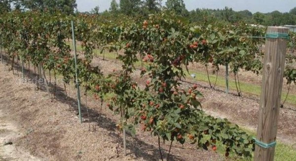 ������������ ����� �������: ���������� ������